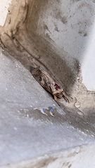 Spodoptera frugiperda