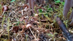 Mycena rosella
