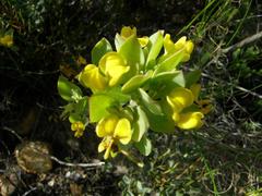 Rafnia capensis capensis