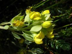 Rafnia capensis capensis