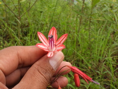 Bessera elegantissima