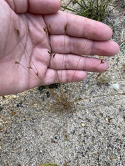 Bulbostylis capillaris