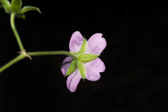 Geranium lilacinum