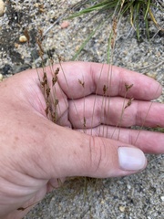 Bulbostylis capillaris