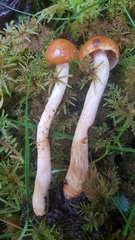 Aureonarius callisteus