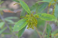 Quercus sebifera