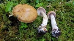Cortinarius talimultiformis