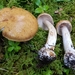 Cortinarius talimultiformis - Photo (c) noah_siegel, some rights reserved (CC BY-NC-SA), uploaded by noah_siegel