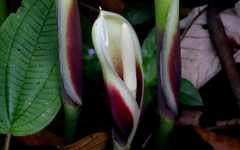 Philodendron deflexum