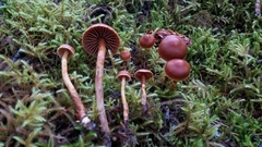 Cortinarius gentilis