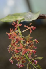 Epidendrum radioferens