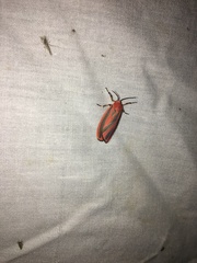 Hypoprepia miniata