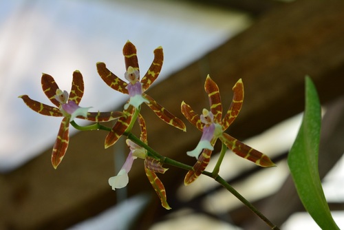 Oncidium laeve, photograph 3