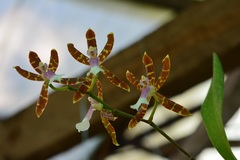 Oncidium laeve
