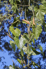 Philodendron hederaceum