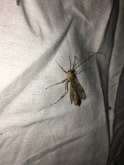 Hypoprepia miniata