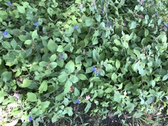 Ceratostigma