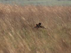 Euplectes progne progne