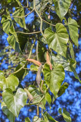 Philodendron hederaceum