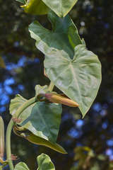 Philodendron hederaceum