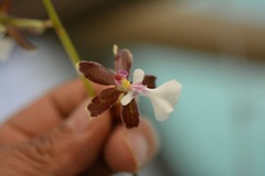 Oncidium leucochilum
