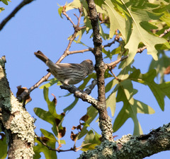 Haemorhous mexicanus
