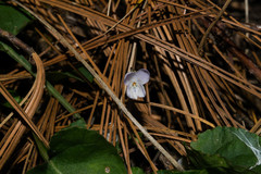 Viola grahamii