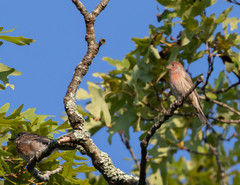 Haemorhous mexicanus