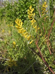 Corydalis aurea aurea