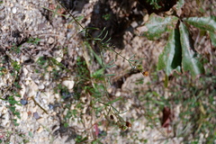 Lespedeza angustifolia