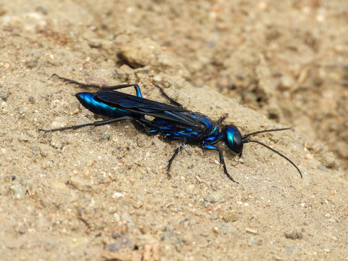 Steel-blue Cricket-hunter Wasp photo 6