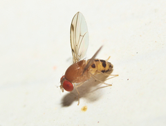 Leucophenga varia