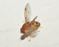 Leucophenga varia