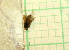 Aphodiini