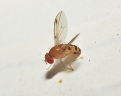 Leucophenga varia