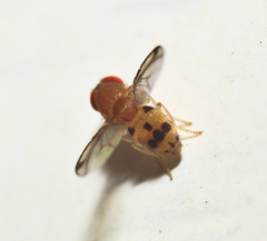 Leucophenga varia