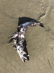 Merluccius productus