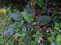 Philodendron deflexum