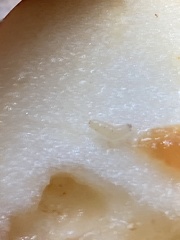 Rhagoletis pomonella