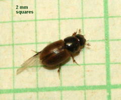Aphodiini