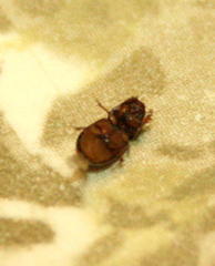 Aphodiini