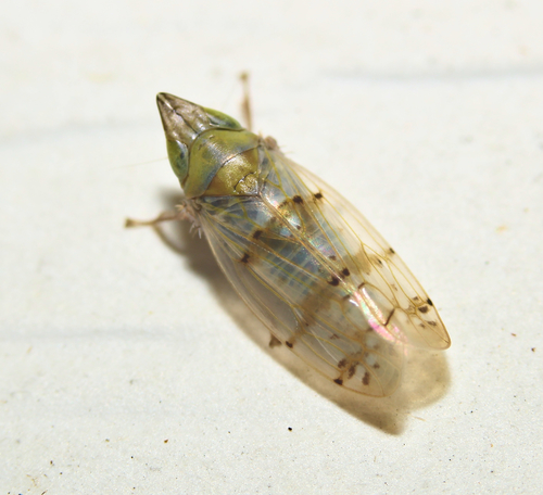 Japanese Maple Leafhopper