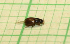 Aphodiini