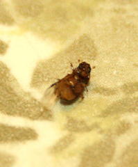 Aphodiini