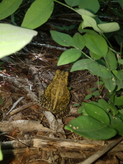 Incilius mazatlanensis