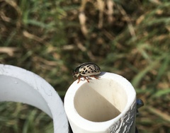Calligrapha multipunctata