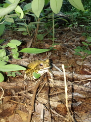 Incilius mazatlanensis