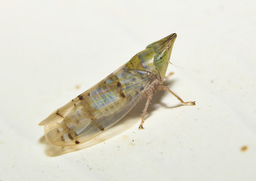Japanese Maple Leafhopper photo 6