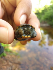 Kinosternon chimalhuaca