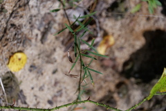Lespedeza angustifolia